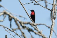 LBL1803143-1200  Scarlet-chested Sunbird, Chalcomitra senegalensis. © Leif Bisschop-Larsen / Naturfoto