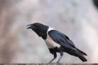 LBL1803279-1200  Pied Crow, Corvus albus. © Leif Bisschop-Larsen / Naturfoto